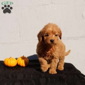 Vanya, Mini Goldendoodle Puppy